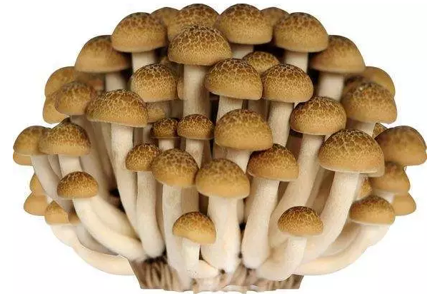http://m.ic-led.cn/ewebeditor/uploadfile/20170914091421667001.png